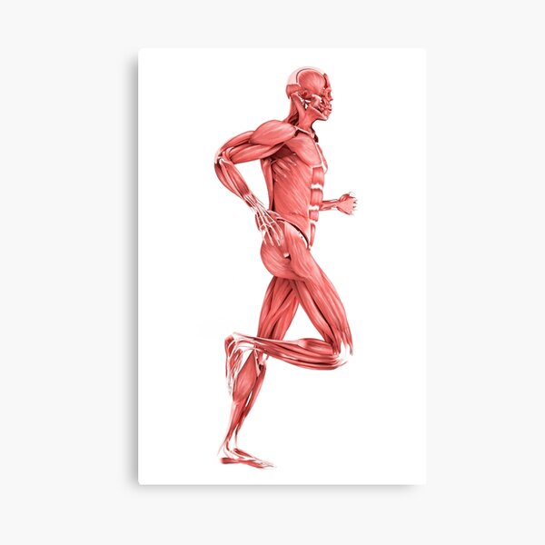 Medical illustration of male muscles running, side view. Canvas Print