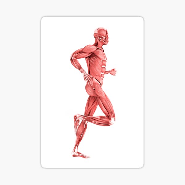 Medical Illustration Of Male Muscles Running Side View Sticker By Stocktrekimages Redbubble