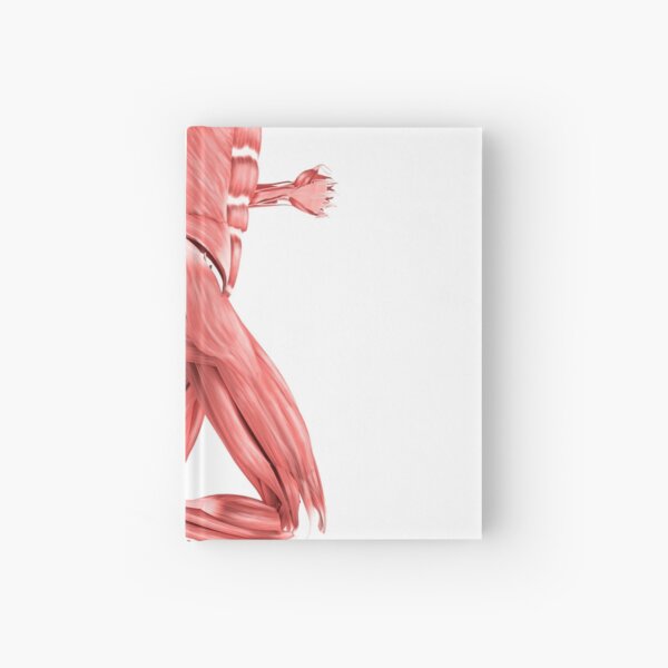 Item preview, STK700347H-Medical illustration of male muscles running, side view. designed and sold by StocktrekImages.