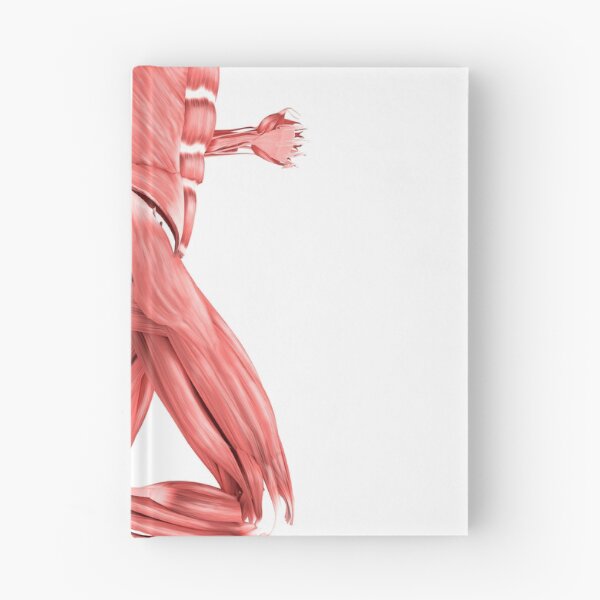 Item preview, STK700347H-Medical illustration of male muscles running, side view. designed and sold by StocktrekImages.