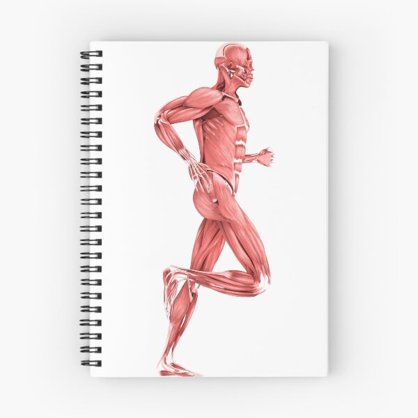Item preview, STK700347H-Medical illustration of male muscles running, side view. designed and sold by StocktrekImages.