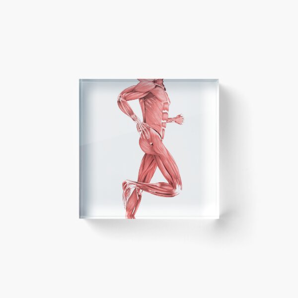 Item preview, STK700347H-Medical illustration of male muscles running, side view. designed and sold by StocktrekImages.