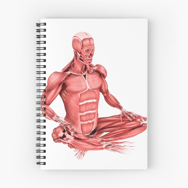 Item preview, STK700348H-Medical illustration of male muscles in a sitting position. designed and sold by StocktrekImages.
