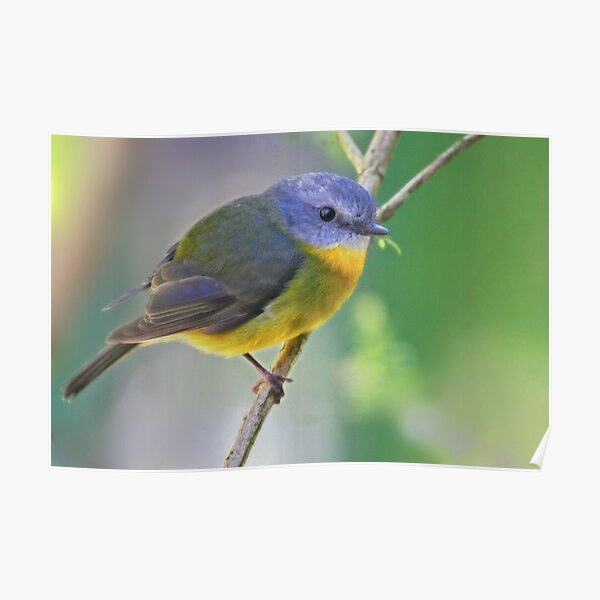 Eastern Yellow Robin Poster