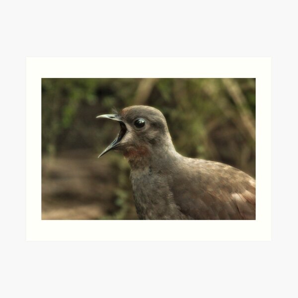 Lyrebird Art Print