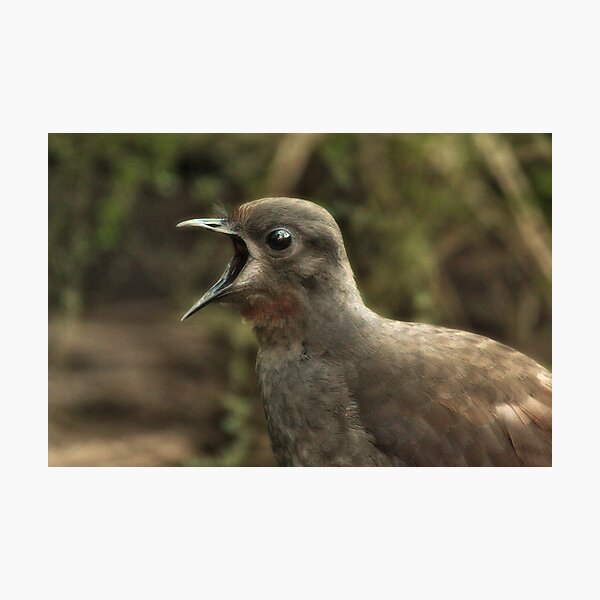 Lyrebird Photographic Print