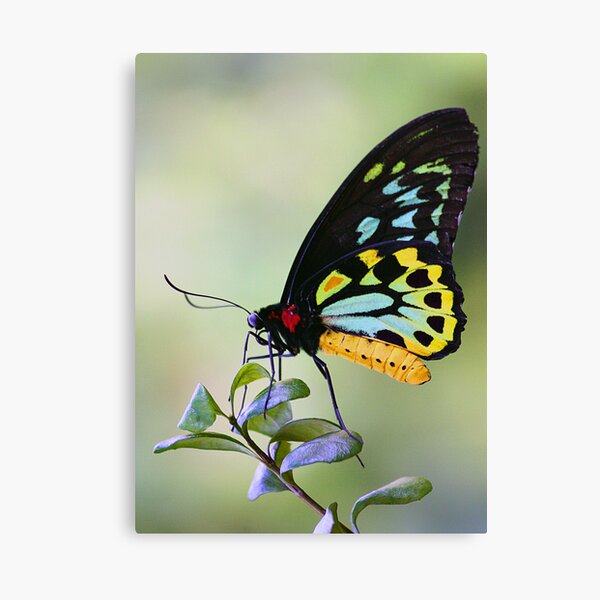 Butterfly Canvas Print