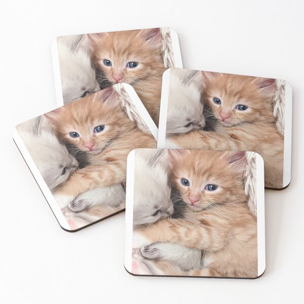 Item preview, Ragdoll kitten & Ginger ragdoll Mainecoon kitten designed and sold by Fluffycat2020.