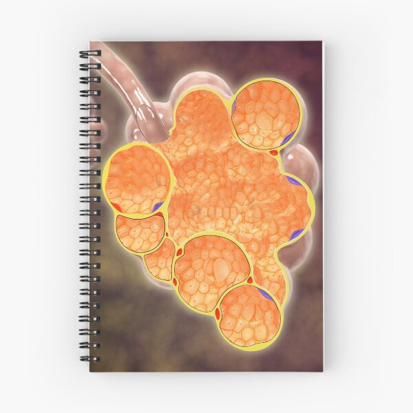 Item preview, Cross-section of the alveoli branches. designed and sold by StocktrekImages.