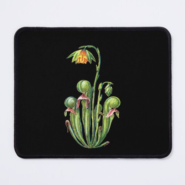 Item preview, Kopie von Cobra Lily Darlingtonia Californica Apparel Botanical Drawing Pitcher Plant designed and sold by Carnivorous Plant Club ⭐⭐⭐⭐⭐.