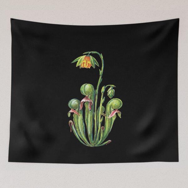 Item preview, Kopie von Cobra Lily Darlingtonia Californica Apparel Botanical Drawing Pitcher Plant designed and sold by Carnivorous  Plant Club ⭐⭐⭐⭐⭐.