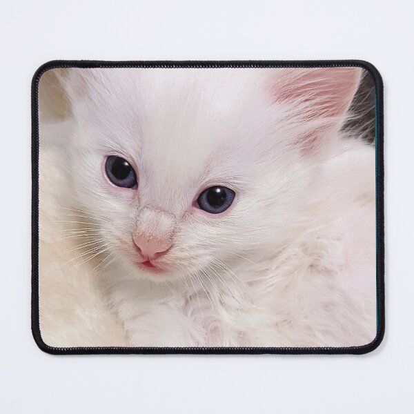 Item preview, Mainecoon ragdoll kitten designed and sold by Fluffycat2020.