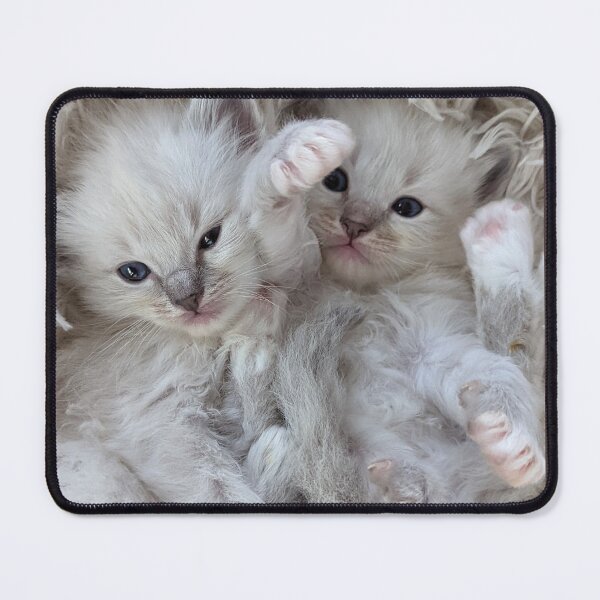 Item preview, Ragdoll twin kittens designed and sold by Fluffycat2020.