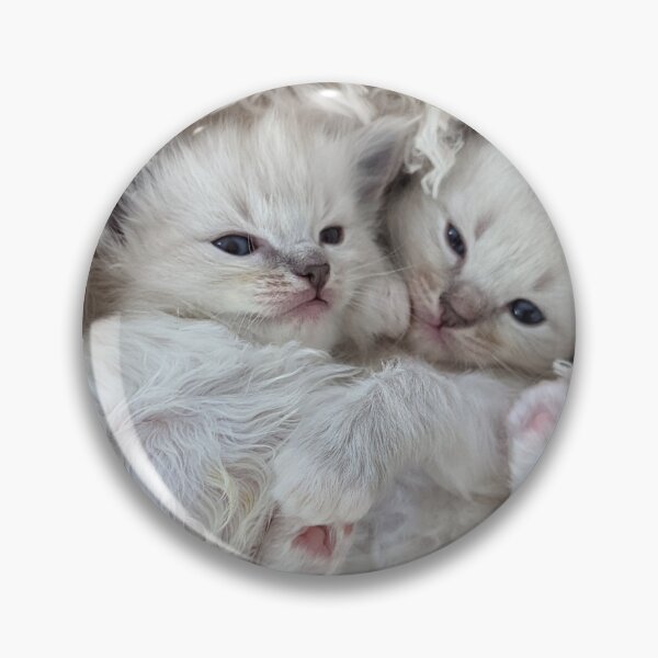 Item preview, Ragdoll twin kittens designed and sold by Fluffycat2020.