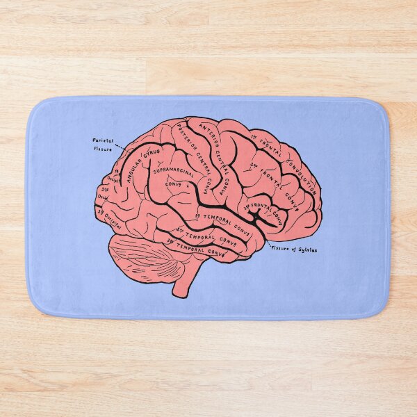 Item preview, brain anatomy - c designed and sold by --Camiila--.