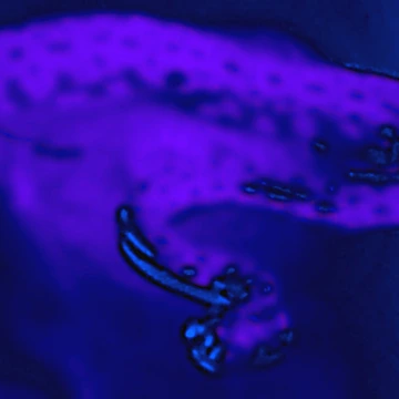 Artwork thumbnail, Python by Nicholas de Boos