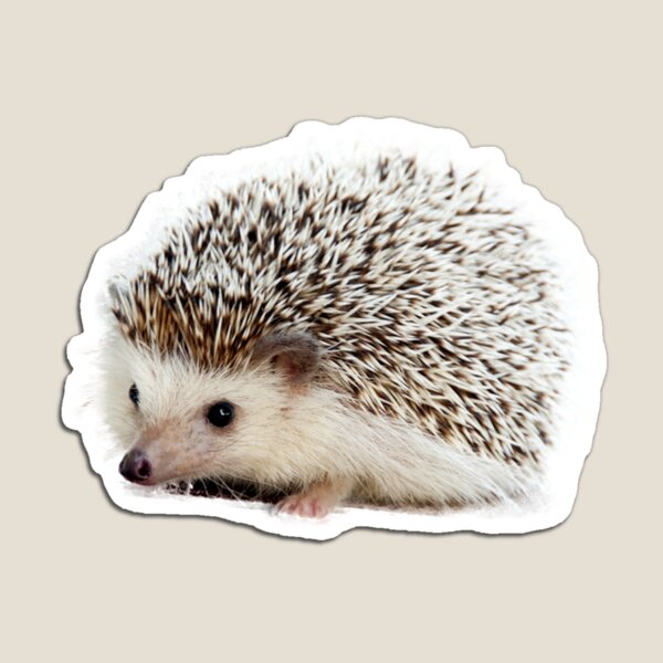 Hedgehogs Strong Neodymium Magnets Adorable Hedgehog Magnets Fun and Fancy Magnets Locker Magnets Pink Hedgehog Magnet Gift