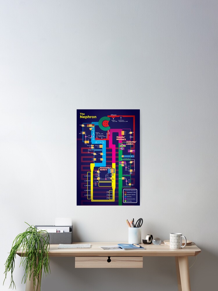 Thumbnail 2 of 3, Poster, Nephron Diagram designed and sold by alexdaidesigns.