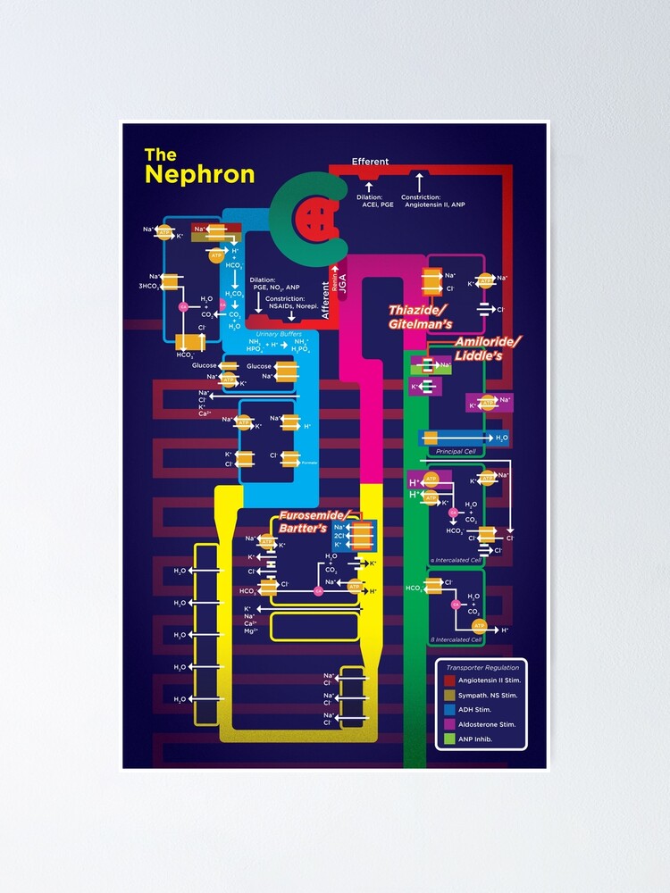 Thumbnail 1 of 3, Poster, Nephron Diagram designed and sold by alexdaidesigns.