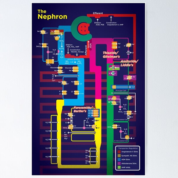Nephron Diagram Poster