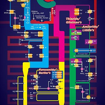 Artwork thumbnail, Nephron Diagram by Alex Dai