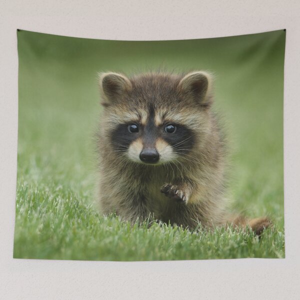 Item preview, Cute Baby Raccoon Animal designed and sold by TheWildFlix.