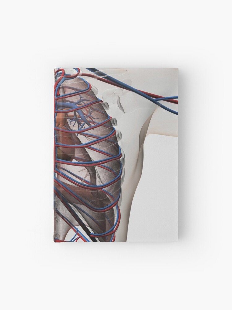 Medical Illustration Of Male Chest With Arteries Veins Heart And Rib Cage Hardcover Journal By Stocktrekimages Redbubble