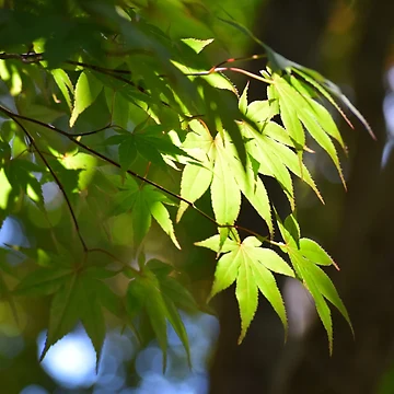 Artwork thumbnail, Maple Nostalgia by Tracy Engle