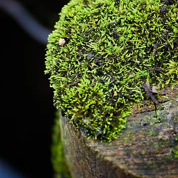 Artwork thumbnail, Moss Stump by Tracy Engle