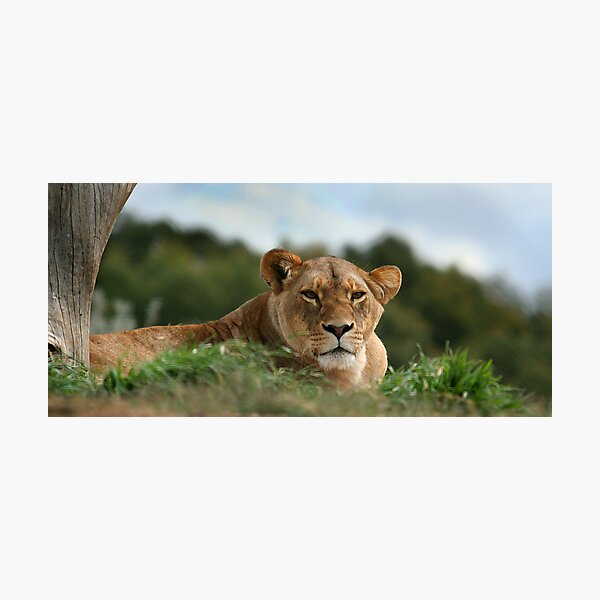 Lioness Photographic Print