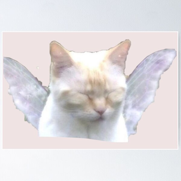 angel kitty <3