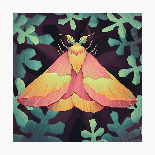 Whitney Rosy Maple Moth – Crafty Mama's Love