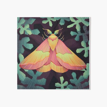 Framed Rosy Maple Moth (Dryocampa rubicunda) 6x6