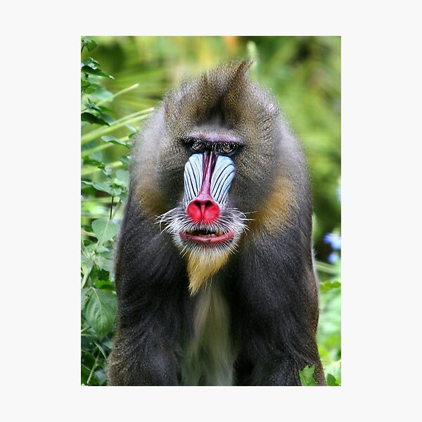 Mandrill Photographic Print