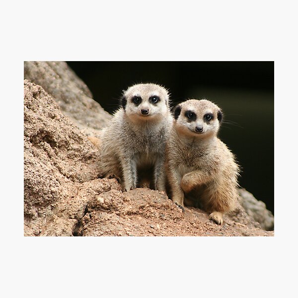 Friends Photographic Print