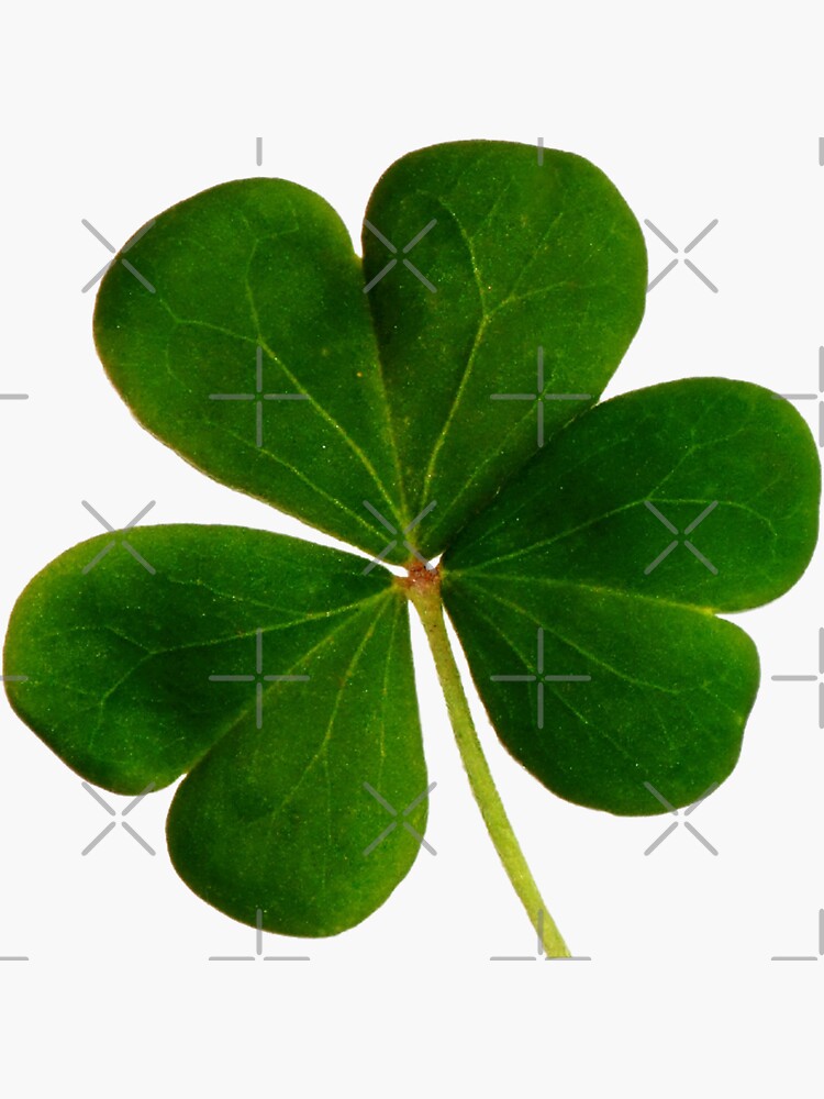 Shamrock, Ireland, St Patrick's Day by milldogstation