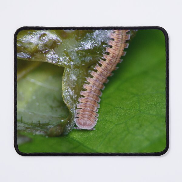 Item preview, Unique and organic photo of a Polydesmid millipede designed and sold by AvonPerception.