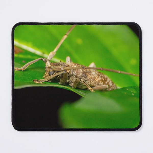 Item preview, Unique and organic photo of a Longhorn Beetle designed and sold by AvonPerception.