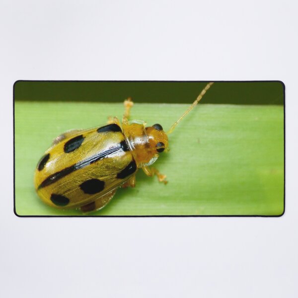 Item preview, Unique and organic photo of a Yellow flea beetle designed and sold by AvonPerception.