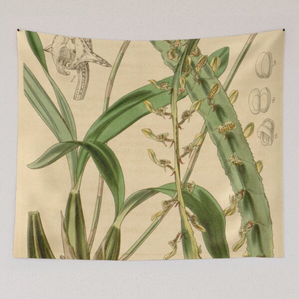 Item preview, Bulbophyllum maximum(as Megaclinium maximum) Curtis' 69 (N.S. 16) pl. 4028 (1843) designed and sold by EsotericBotanic.