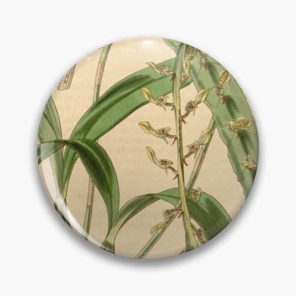 Item preview, Bulbophyllum maximum(as Megaclinium maximum) Curtis' 69 (N.S. 16) pl. 4028 (1843) designed and sold by EsotericBotanic.