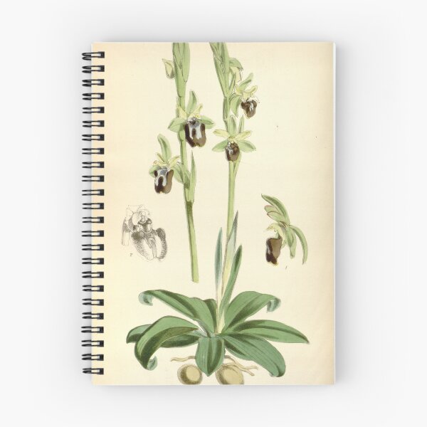Item preview, Ophrys insectifera (as Ophrys insectifera var. aranifera) Curtis' 94 (Ser. 3 no. 24) pl. 5712 (1868) designed and sold by EsotericBotanic.