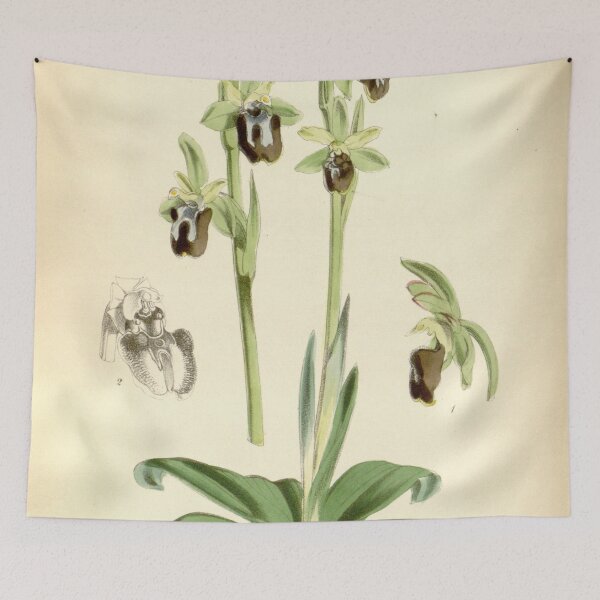 Item preview, Ophrys insectifera (as Ophrys insectifera var. aranifera) Curtis' 94 (Ser. 3 no. 24) pl. 5712 (1868) designed and sold by EsotericBotanic.
