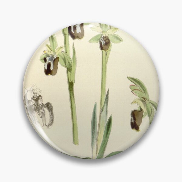 Item preview, Ophrys insectifera (as Ophrys insectifera var. aranifera) Curtis' 94 (Ser. 3 no. 24) pl. 5712 (1868) designed and sold by EsotericBotanic.