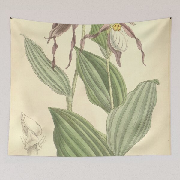 Item preview, Cypripedium montanum 1 designed and sold by EsotericBotanic.