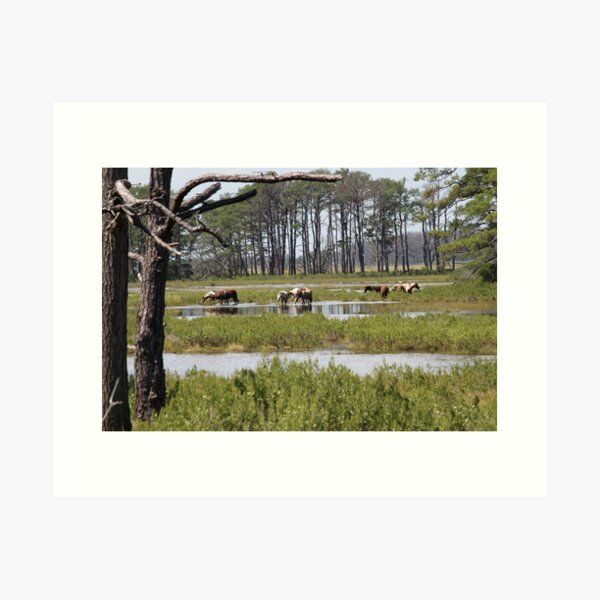 Item preview, Chincoteague Ponies, Loblolly Pines designed and sold by WhiteCatPhoto.