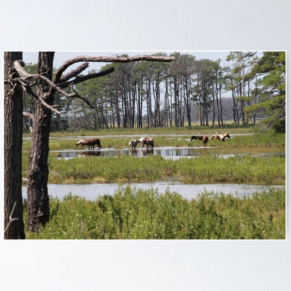 Item preview, Chincoteague Ponies, Loblolly Pines designed and sold by WhiteCatPhoto.