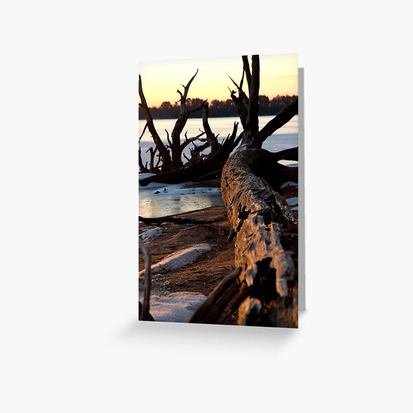 Fallen Gold Greeting Card