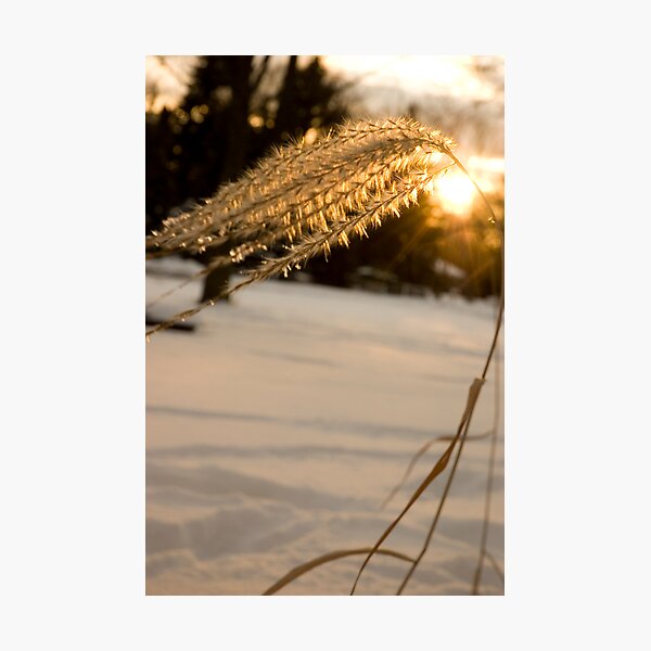 Sundrop Photographic Print