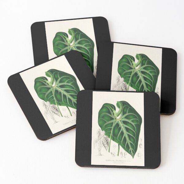 Item preview, Anthurium leuconeurum - Botanical Illustration designed and sold by chimakingthings.